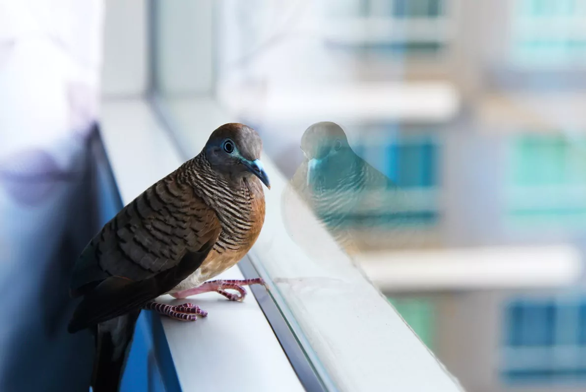 bird strike prevention window film orlando